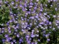 Chaenorrhinum origanifolium - small image 4