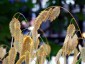 Chasmanthium latifolium - small image 4