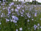 Chicory, Cichorium intybus - small image 4