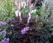 Cimicifuga racemosa dark leaved - small image 4