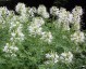 Cleome spinosa 'Alba' ('Helen Campbell') - small image 4