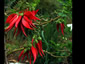 Clianthus puniceus - small image 4