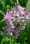 Corydalis caseana ssp brandegeei - small image 4