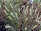 Corydalis ophiocarpa - small image 4