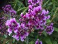 Cuphea 'Lilac Belle' - small image 4
