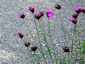 Dianthus carthusianorum - small image 4