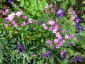 Dianthus japonicus - small image 4