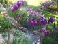 Dierama pulcherrimum ex purple - small image 4