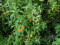 Eccremocarpus scaber 'Tangerine' - small image 4
