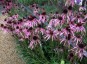 Echinacea pallida - small image 4
