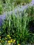 Eryngium agavifolium - small image 4