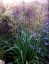 Eryngium pandanifolium 'Physic Purple' - small image 4