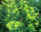 Euphorbia ceratocarpa - small image 4