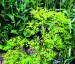 Euphorbia oblongata - small image 4