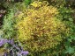 Euphorbia stricta - small image 4