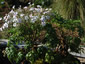 Geranium maderense 'Alba' - small image 4