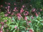 Geum 'Bell Bank' - small image 4
