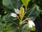 Hedychium forrestii - small image 4