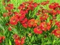 Helenium autumnale 'Helena Red Shades' - small image 4