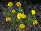 Hunnemannia fumariifolia - small image 4