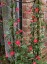 Ipomoea quamoclit - small image 4