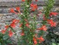 Ipomopsis rubra - small image 4