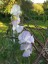 Lathyrus odoratus 'Albutt Blue' - small image 4