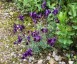 Linaria aeruginea 'Lindeza Violet' - small image 4