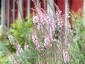 Linaria purpurea 'Canon Went' - small image 4