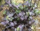 Lunaria annua 'Chedglow' - small image 4