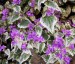 Lunaria annua 'Variegata' purple flowered - small image 4
