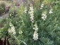 Lupinus arboreus white - small image 4