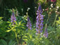 Lupinus polyphyllus from Kashmir - small image 4