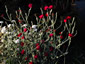 Lychnis coronaria 'Blood Red' - small image 4