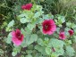 Malope trifida 'Vulcan' - small image 4