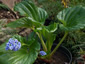 Myosotidium hortensia - small image 4