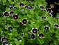 Nemophila 'Penny Black' - small image 4