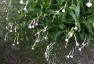 Nicotiana suaveolens - small image 4