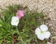 Oenothera acaulis - small image 4