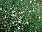 Omphalodes linifolia - small image 4