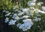 Orlaya grandiflora - small image 4