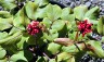 Paeonia mascula - small image 4