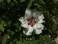 Paeonia rockii - small image 4