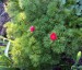 Paeonia tenuifolia - small image 4