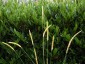 Pennisetum macrourum - small image 4