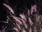 Pennisetum orientale - small image 4