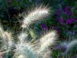 Pennisetum villosum - small image 4