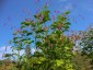 Persicaria orientalis - small image 4