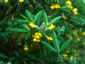 Piptanthus nepalensis - small image 4