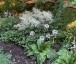Primula japonica 'Postford White'' - small image 4